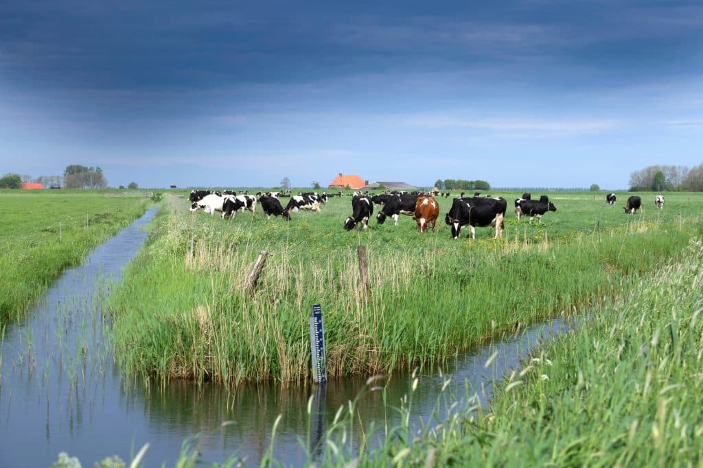 Omslagfoto Veenweide Marcus Pasveer